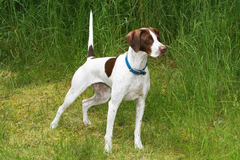 english pointer for sale